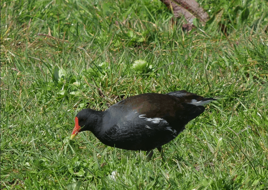 poule d'eau 1 080425