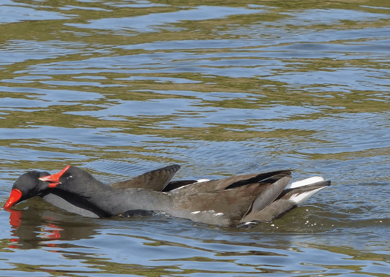 poule d'eau 3 080425