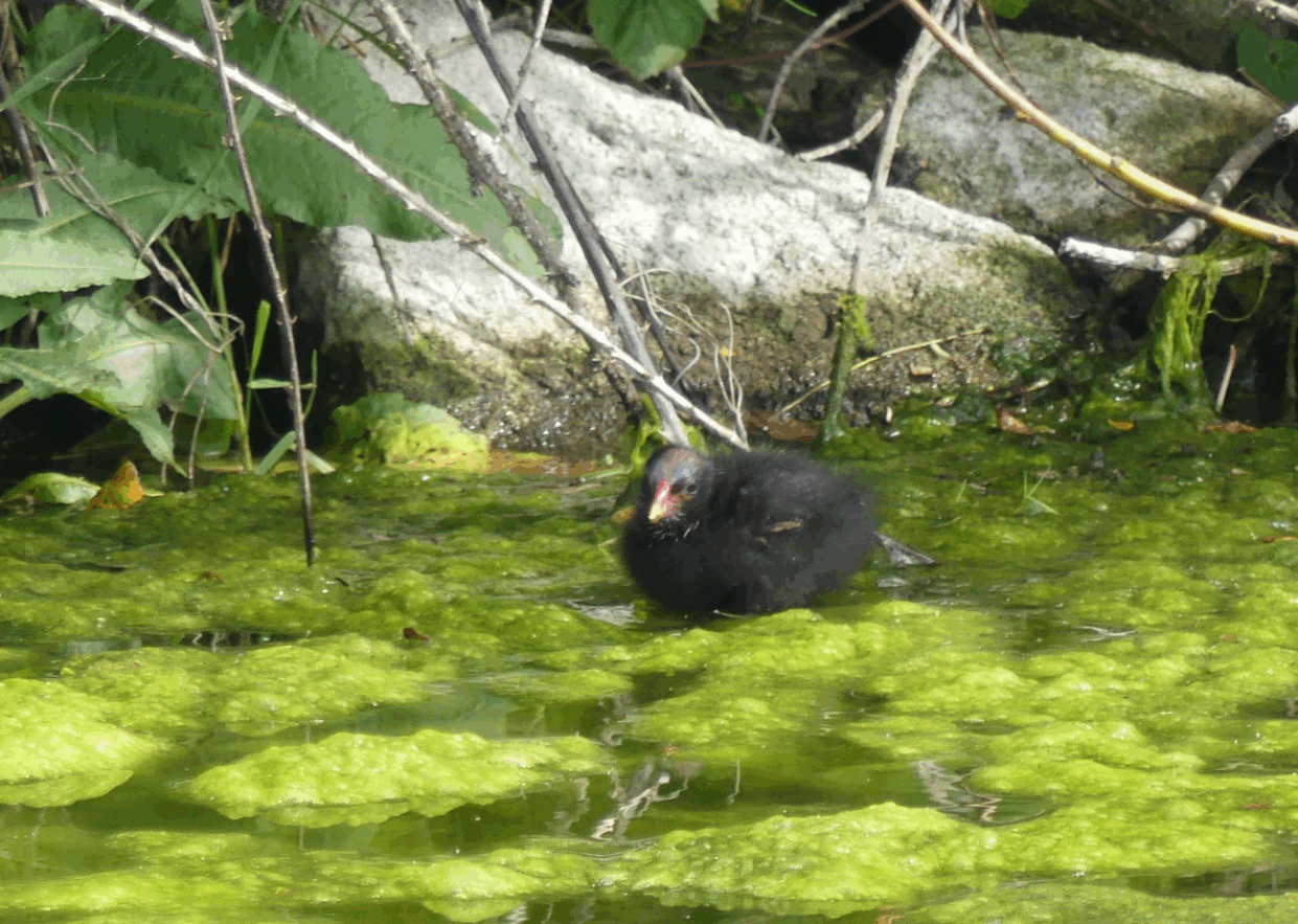 poule d'eau 200525