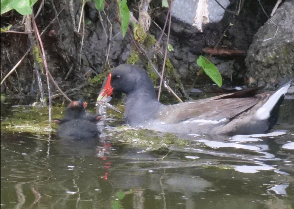 gallinule poule d'eau 040725
