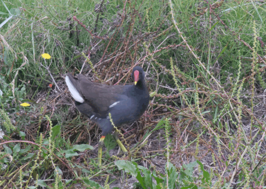 poule d'eau 2 310725