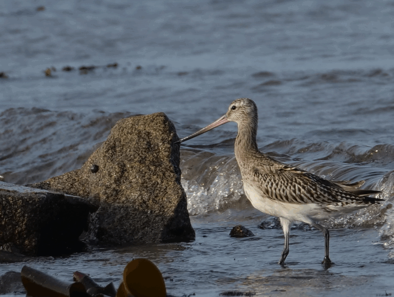barge rousse 1 121125