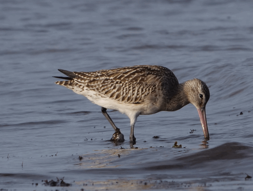 barge rousse 2 121125