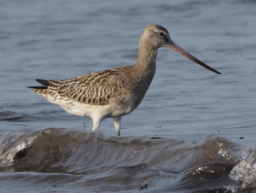barge rousse 3 121125