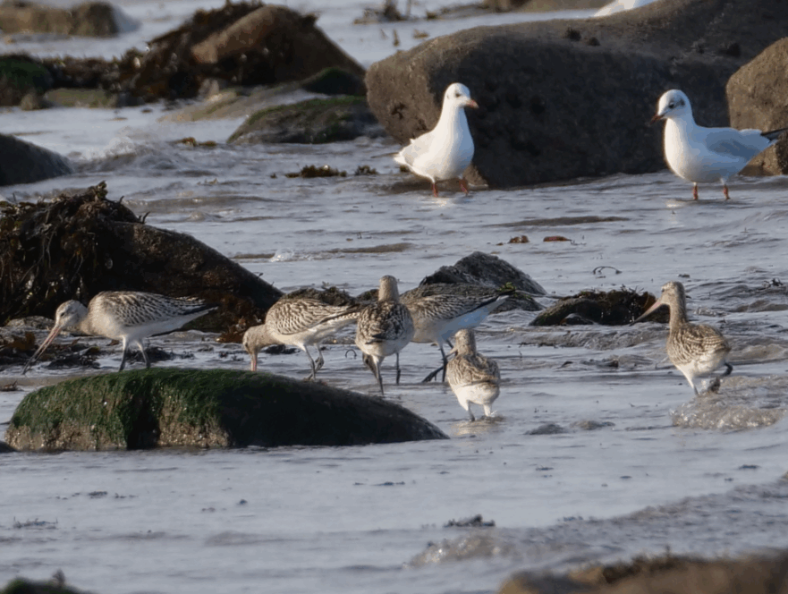 barges rousses 4 121125