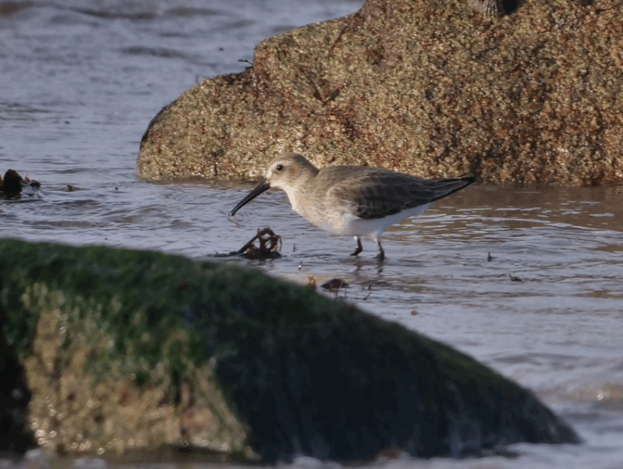 bécasseau variable 121125