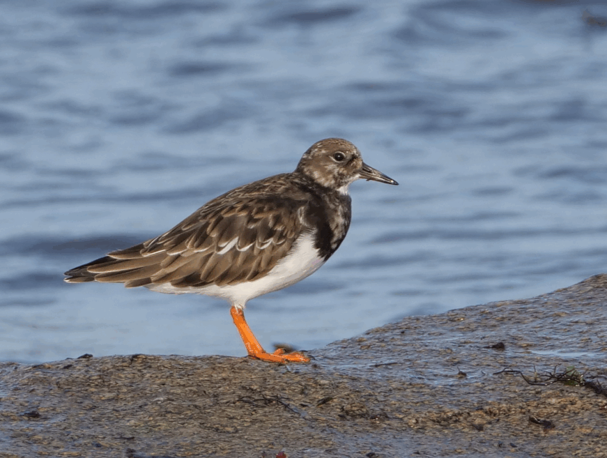 tournepierre 1 121125