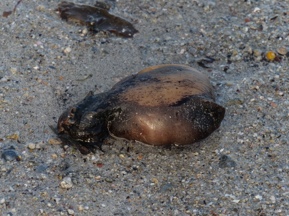 lièvre de mer 1 220126