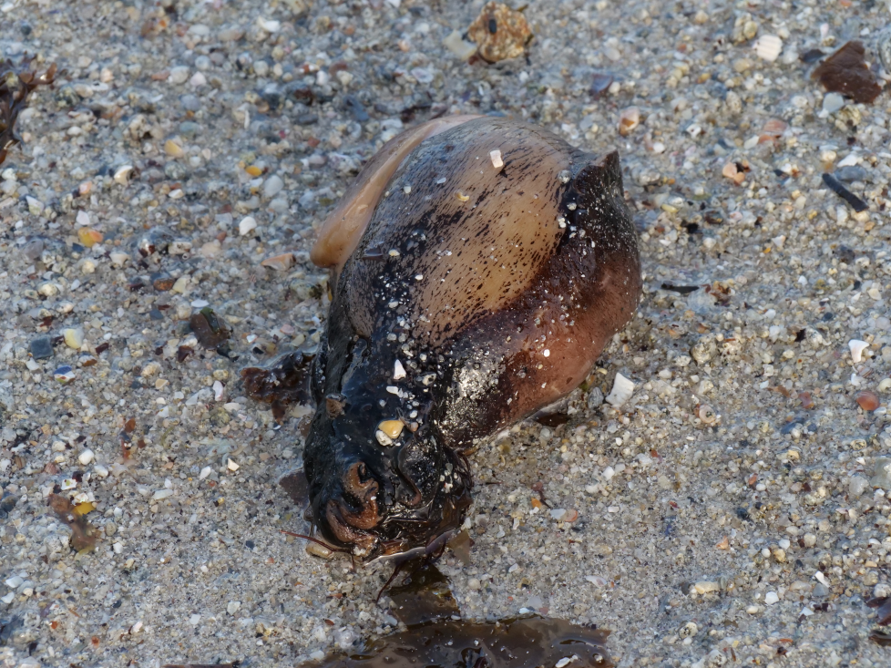 lièvre de mer 2 220126