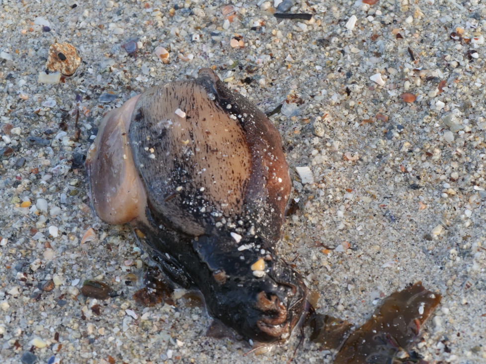 lièvre de mer 3 220126