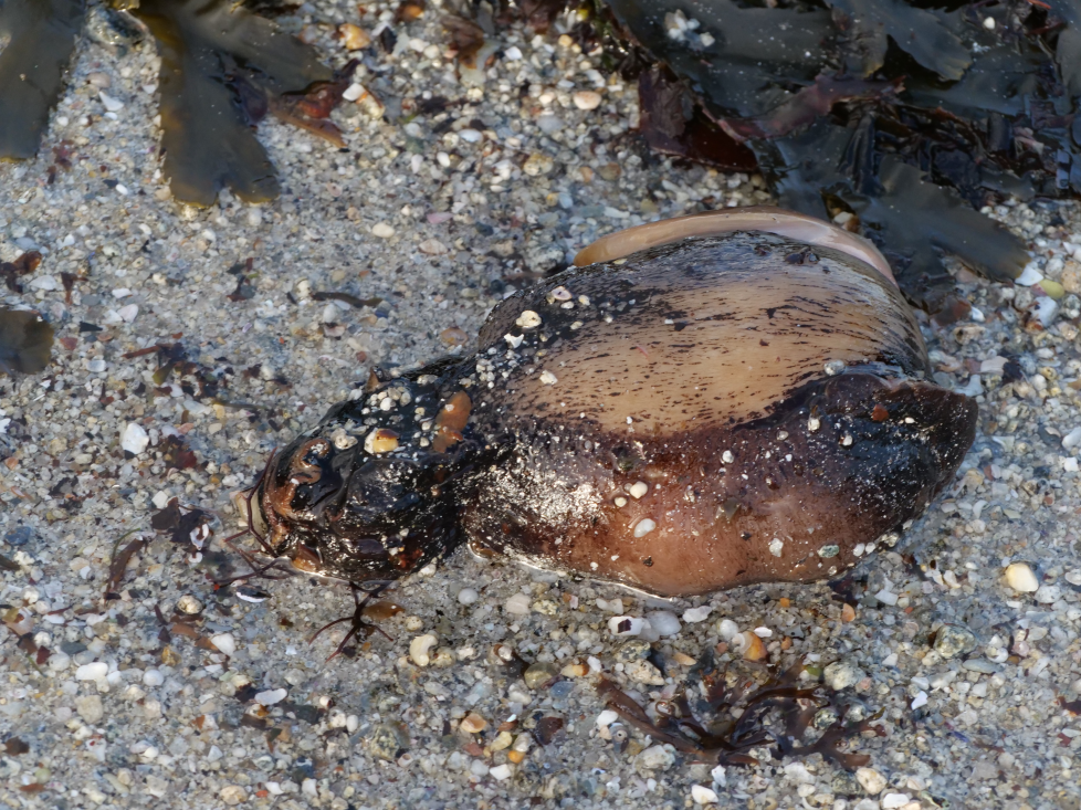 lièvre de mer 4 220126