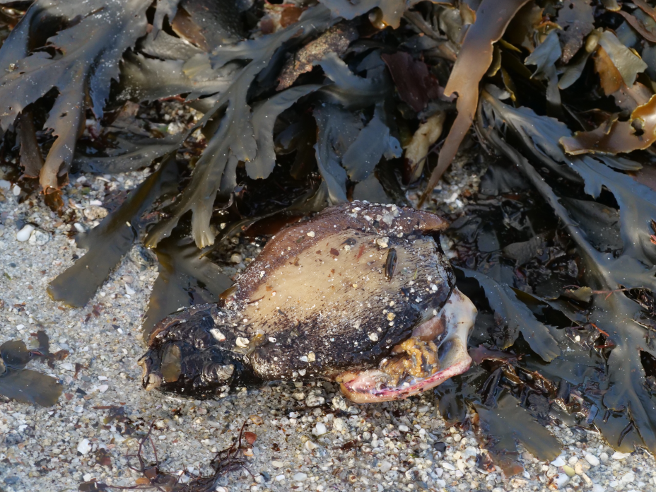 lièvre de mer 5 220126